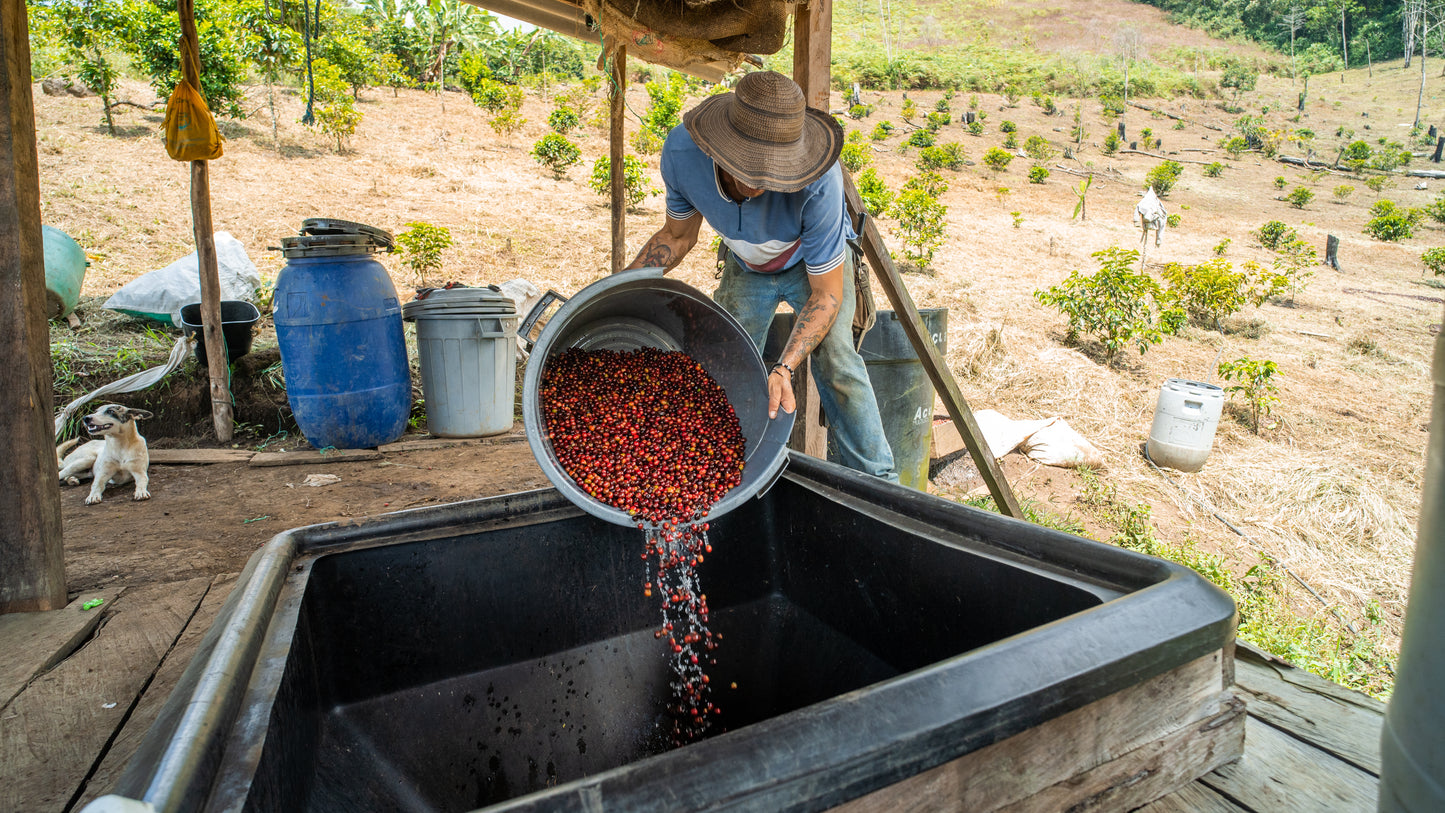 WasteOps Sweet Berry- Single Origin Coffee